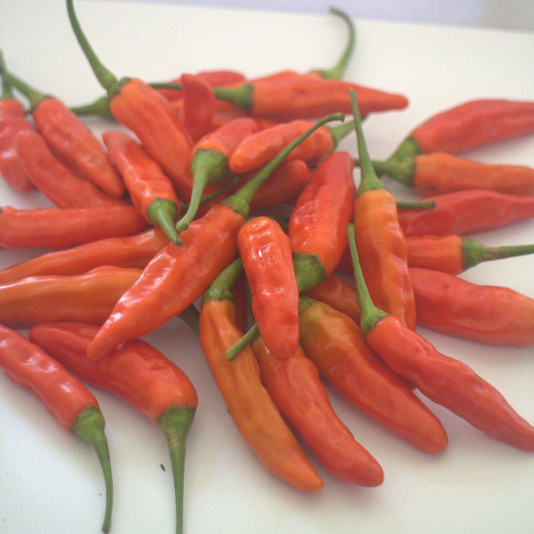 Harga Cabai Rawit Merah 8 April 2026